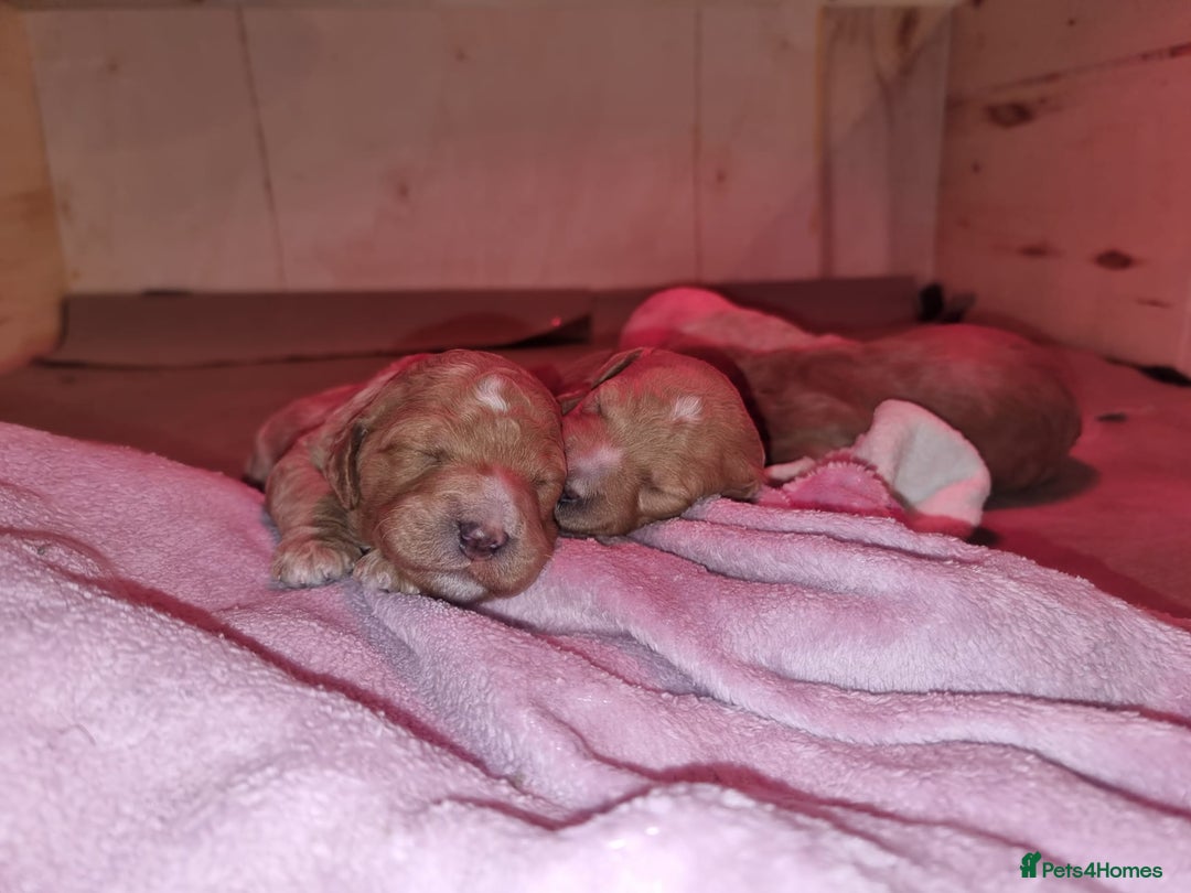 Australian Labradoodle dogs for sale: Australian Labradoodle Puppies  - Advert 21