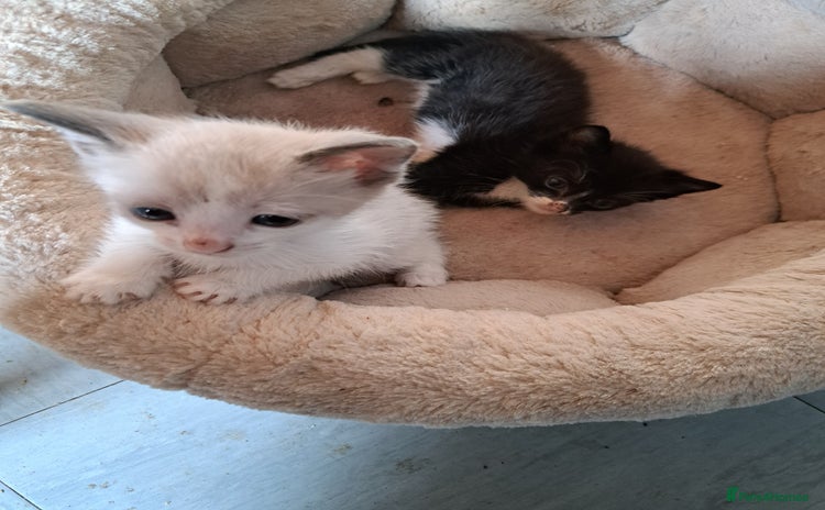 Mixed Breed cats - Advert 1