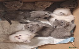 Scottish Fold cats for sale: Very Friendly Kittens, Pedigree Scottish Fold  - Image 13