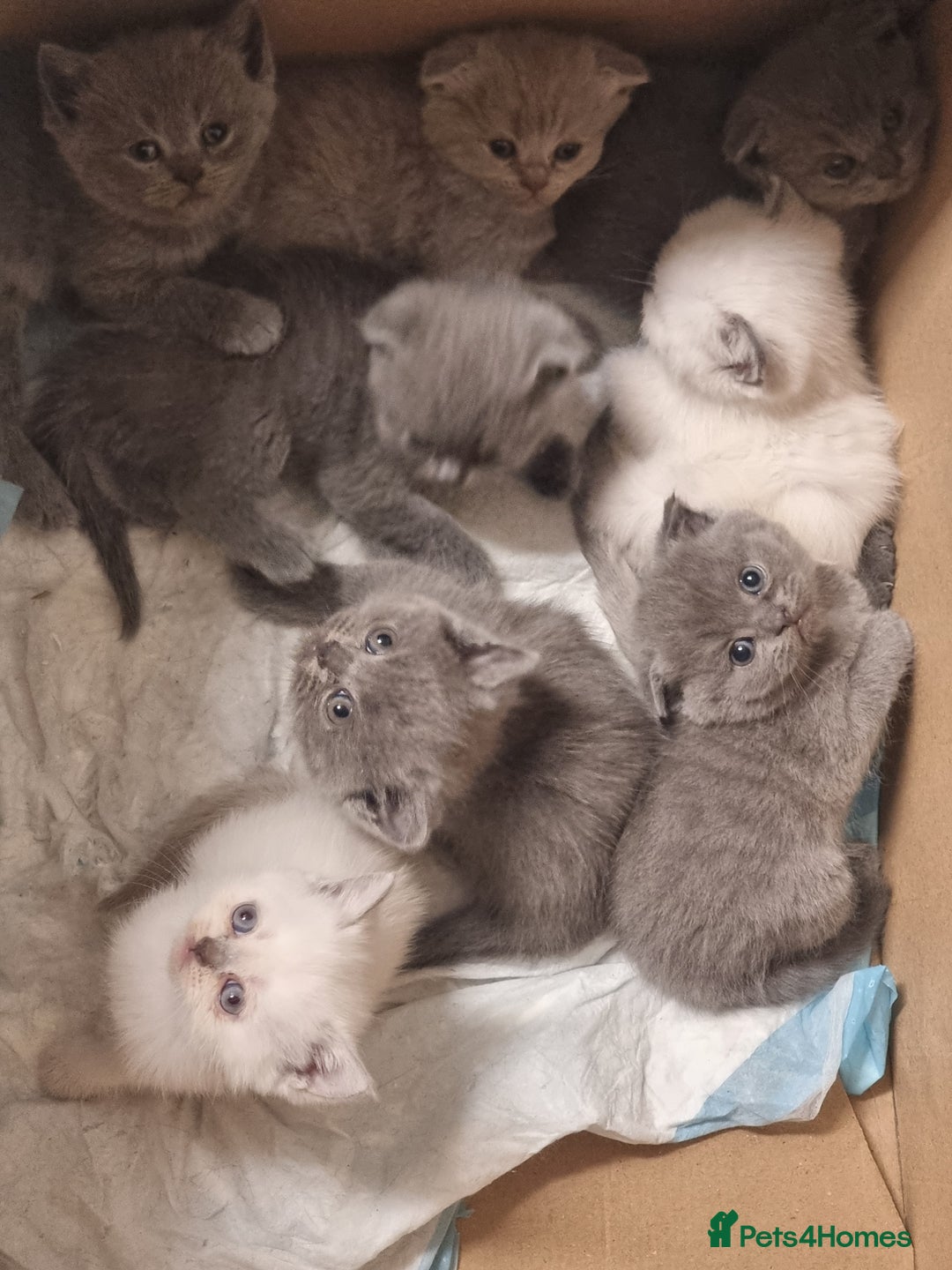 Scottish Fold cats for sale: Very Friendly Kittens, Pedigree Scottish Fold  - Image 13