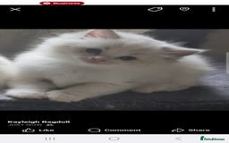 Ragdoll cats for sale: Tica registeeed tabby bicolour ragdolls - Image 29