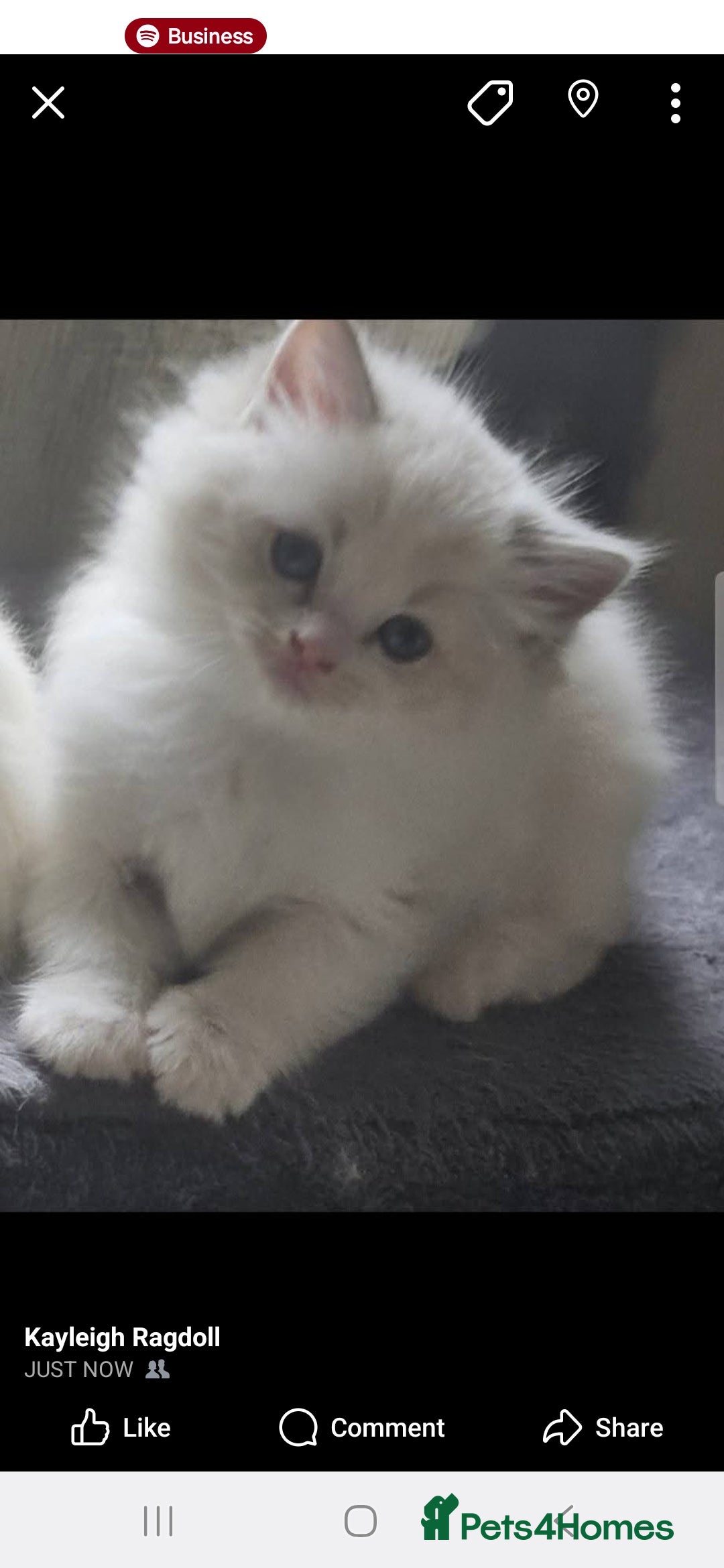 Ragdoll cats for sale: Tica registeeed tabby bicolour ragdolls - Image 29