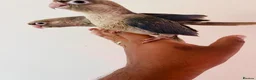 Conures birds for sale: Hand reared conures for sale  - Advert 9