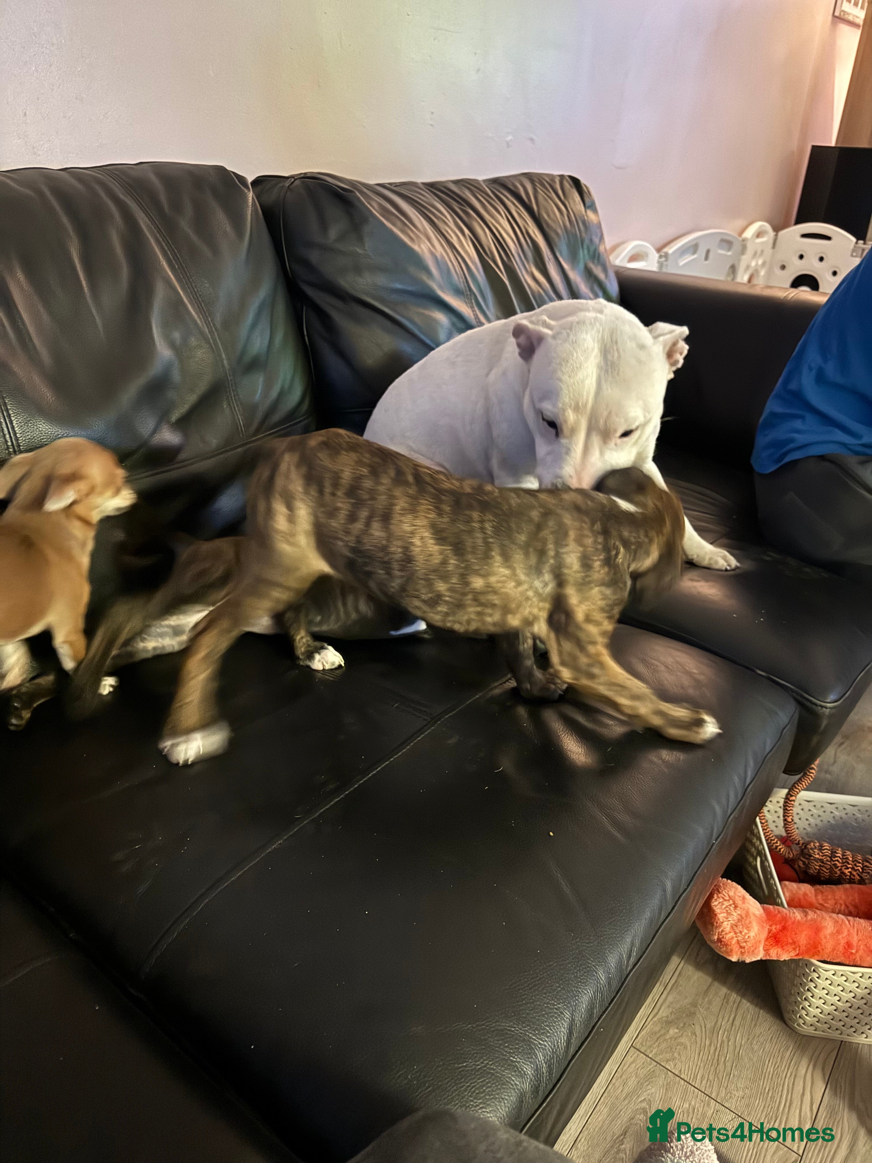 Staffordshire Bull Terrier dogs Staffie pups - Advert 13