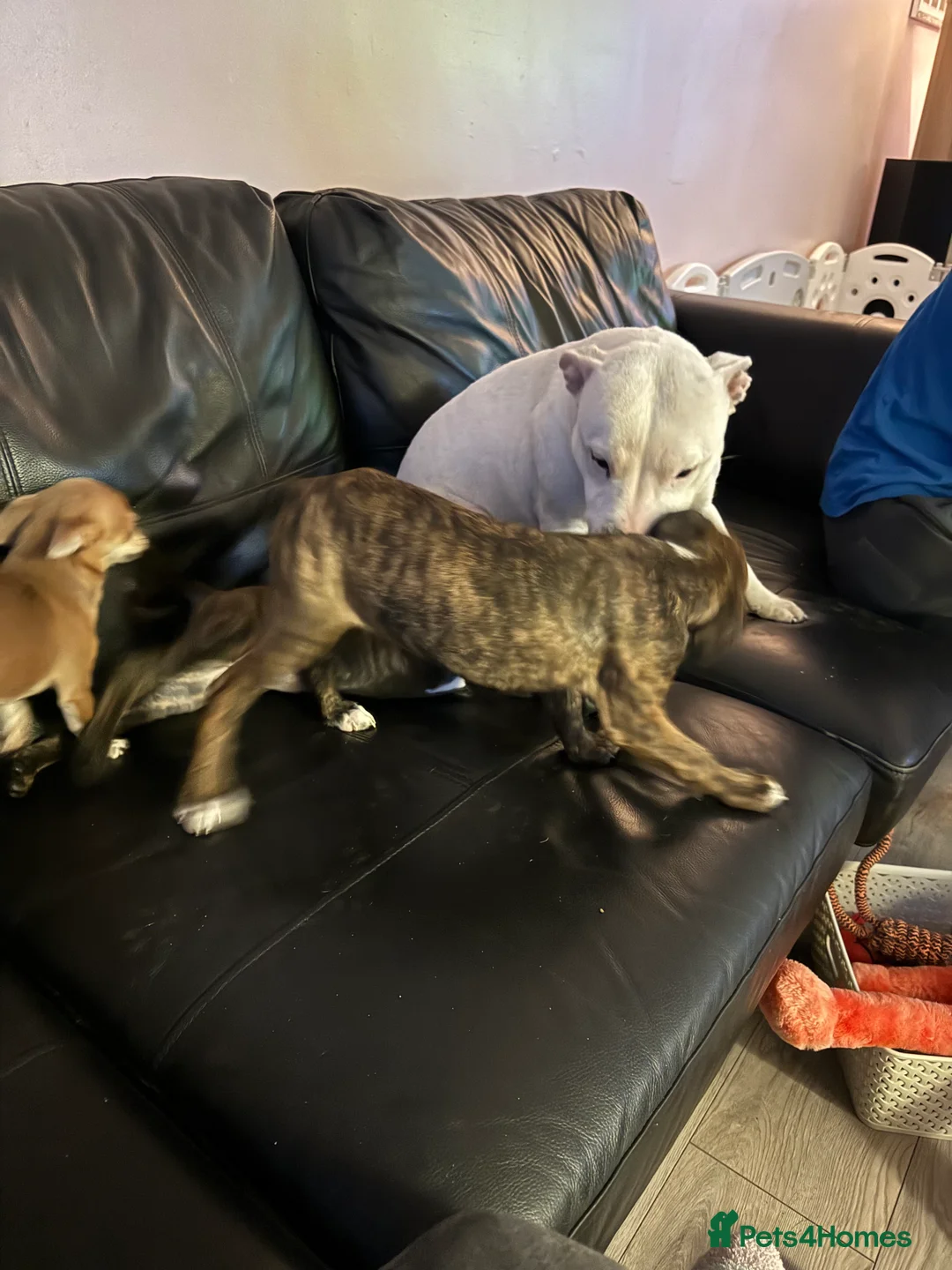 Staffordshire Bull Terrier dogs for sale: Staffie pups - Advert 1