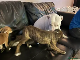 Staffordshire Bull Terrier dogs Staffie pups - Advert 13