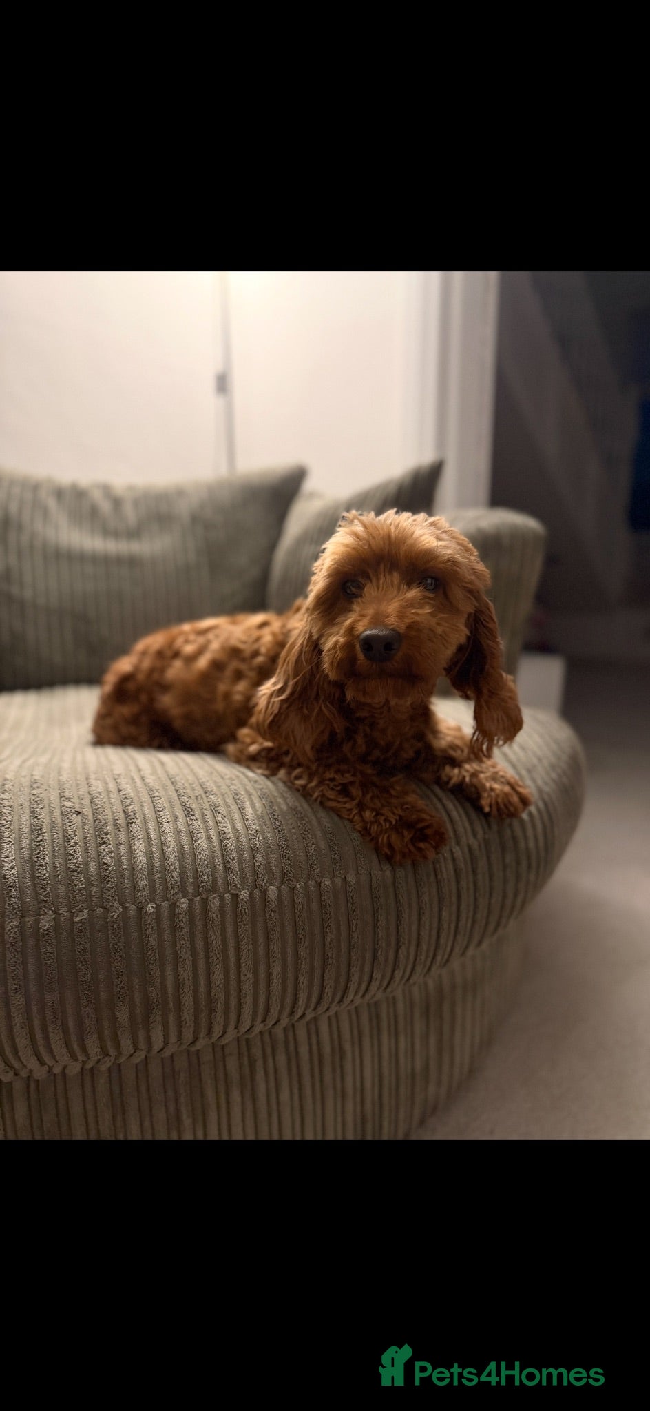 Cockapoo dogs Beautiful Cockapoo looking for a forever home  - Advert 11