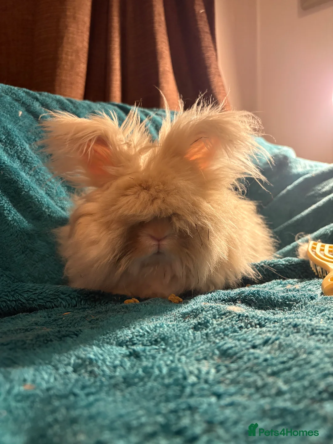 Mini Lion Lop rabbits for sale: Adult bunny rabbits 3 available  - Advert 3