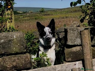 Border Collie dogs Mr dog - Advert 13