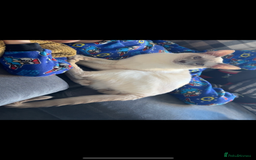 Siamese cats for sale: Siamese cats  - Image 6