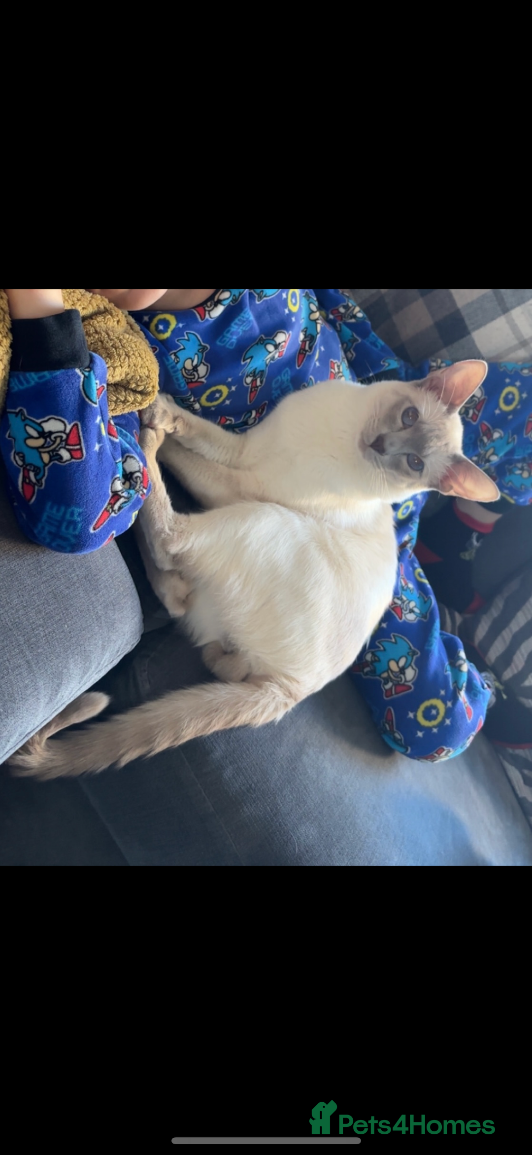 Siamese cats for sale: Siamese cats  - Image 6