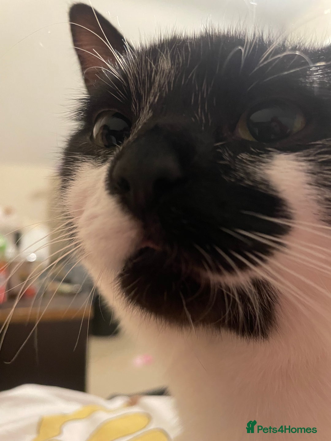 Domestic Shorthair cats for sale: Shadow - Advert 3