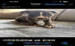 Staffordshire Bull Terrier dogs for sale: Chunky Staffordshire bull terrier puppies for sale - Image 6