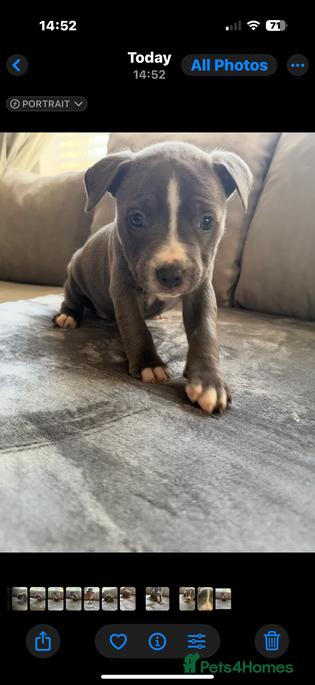 Staffordshire Bull Terrier dogs for sale: Chunky Staffordshire bull terrier puppies for sale - Image 6