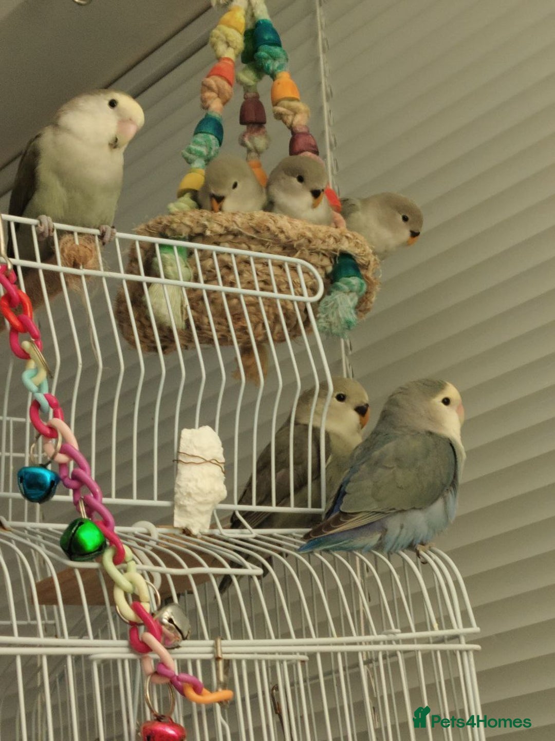Lovebirds birds for sale: 🐦 Story of The Cutie Siblings! 💚 - Image 6