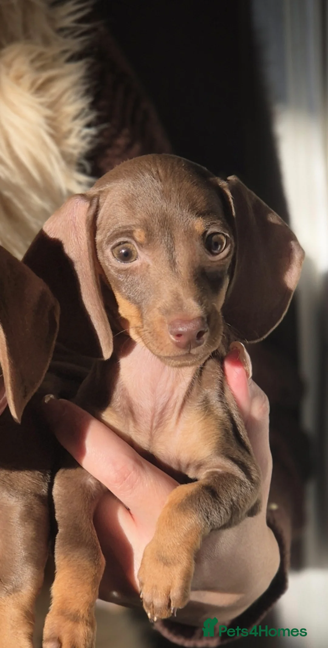 Miniature Dachshund dogs for sale: Miniature Dachshunds - Advert 5
