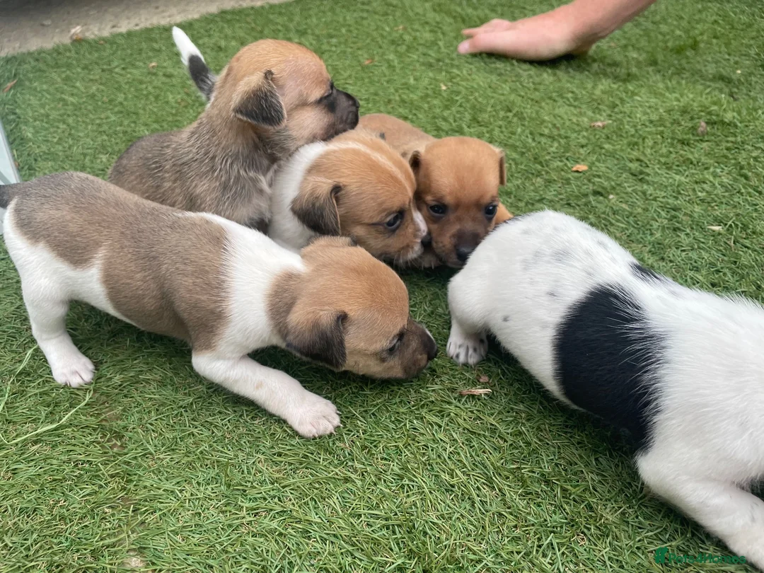 Jack Russell dogs for sale: Jack russle puppies  in Bedford - Advert 9