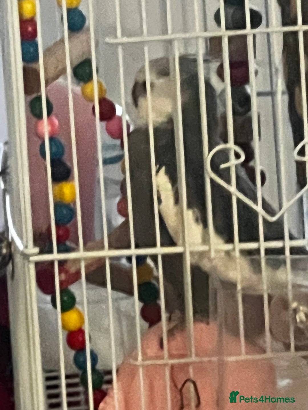 Cockatiels birds for sale: Cockatiel White Face Grey Male - Advert 8