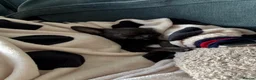 Chihuahua dogs for sale: Super tiny male Chi  in Derby - Advert 6