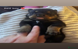 Rottweiler dogs for sale: Beautiful Rottweiler pups  - Image 5