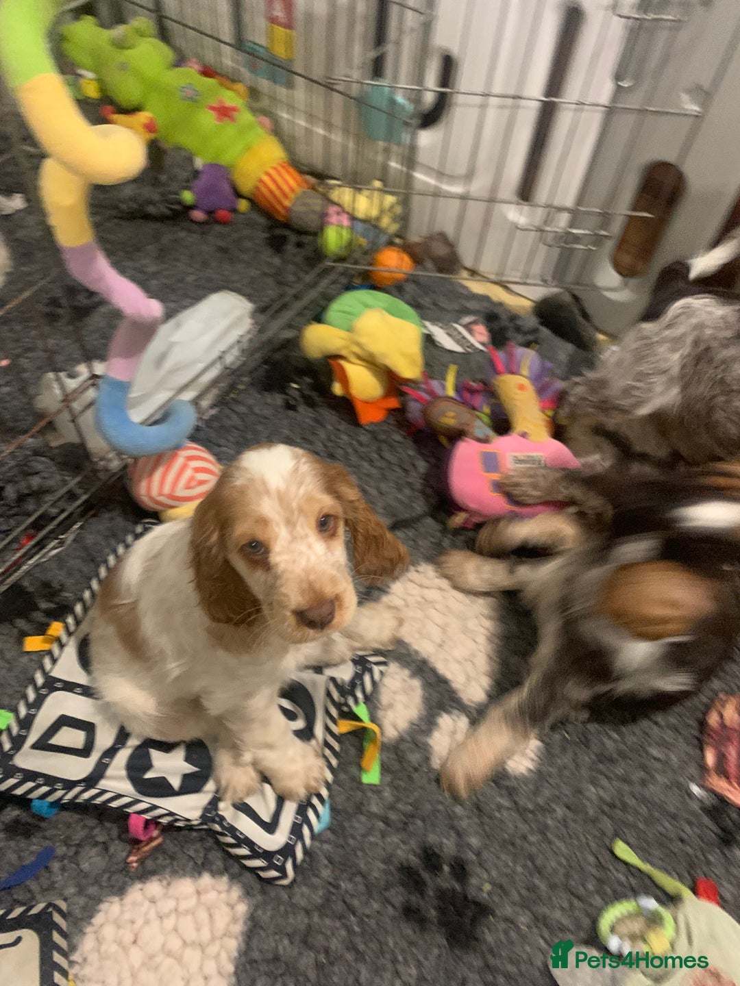 Cocker Spaniel dogs for sale: Special puppy looking for a forever home  - Advert 2