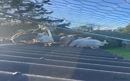 Guinea Fowl poultry for sale: Teenage pet Guinea fowl for sale  - Image 1