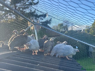 Guinea Fowl poultry - Advert 6