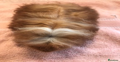Guinea Pig rodents - Advert 2