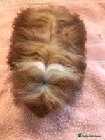 Guinea Pig rodents - Advert 2