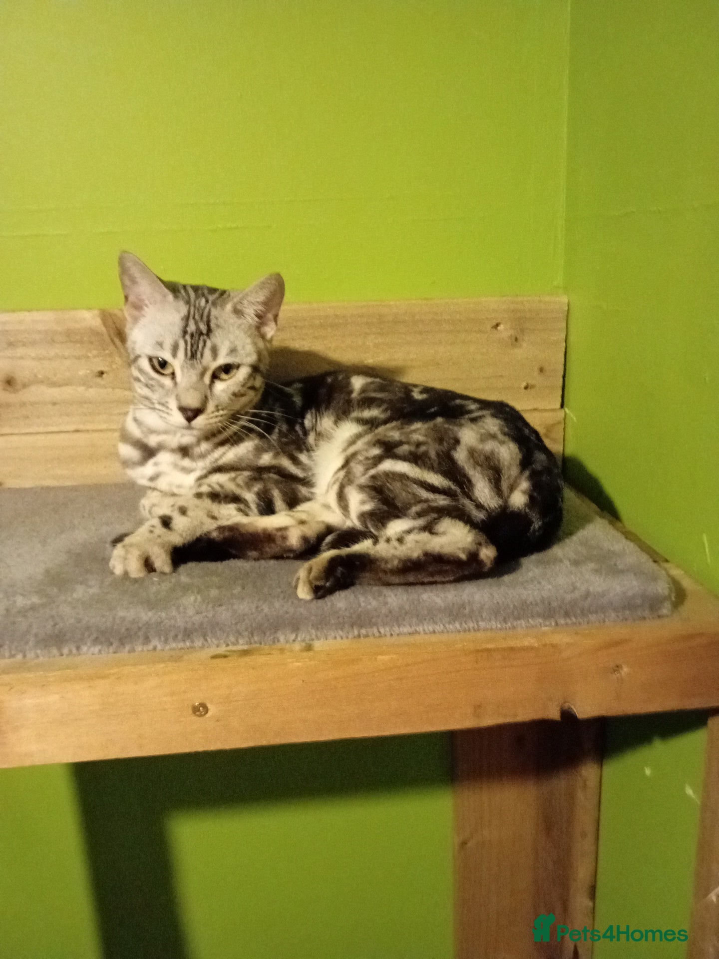 Bengal cats 9 months old female Bengal  - Advert 4