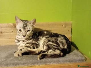 Bengal cats 9 months old female Bengal - Advert 3