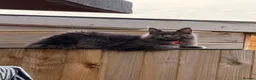 Maine Coon cats for sale: Maine Coon - Advert 5