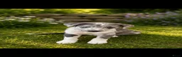 Mixed Breed dogs for sale: The most beautiful Merle Bedlington x whippets   - Advert 1