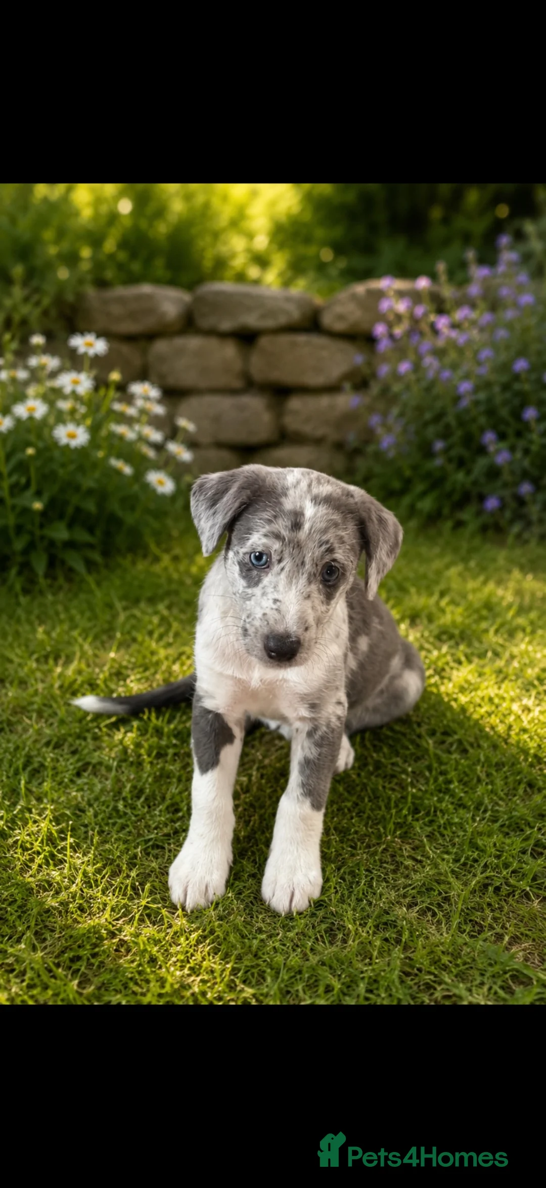 Mixed Breed dogs for sale: The most beautiful Merle Bedlington x whippets   - Advert 1