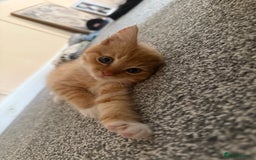 Mixed Breed cats for sale: 2 loveable boys - Image 12