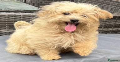 Pomapoo dogs in Southampton - Advert 6