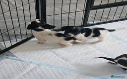 English Springer Spaniel dogs for sale: Springer spaniel puppy's  - Image 16