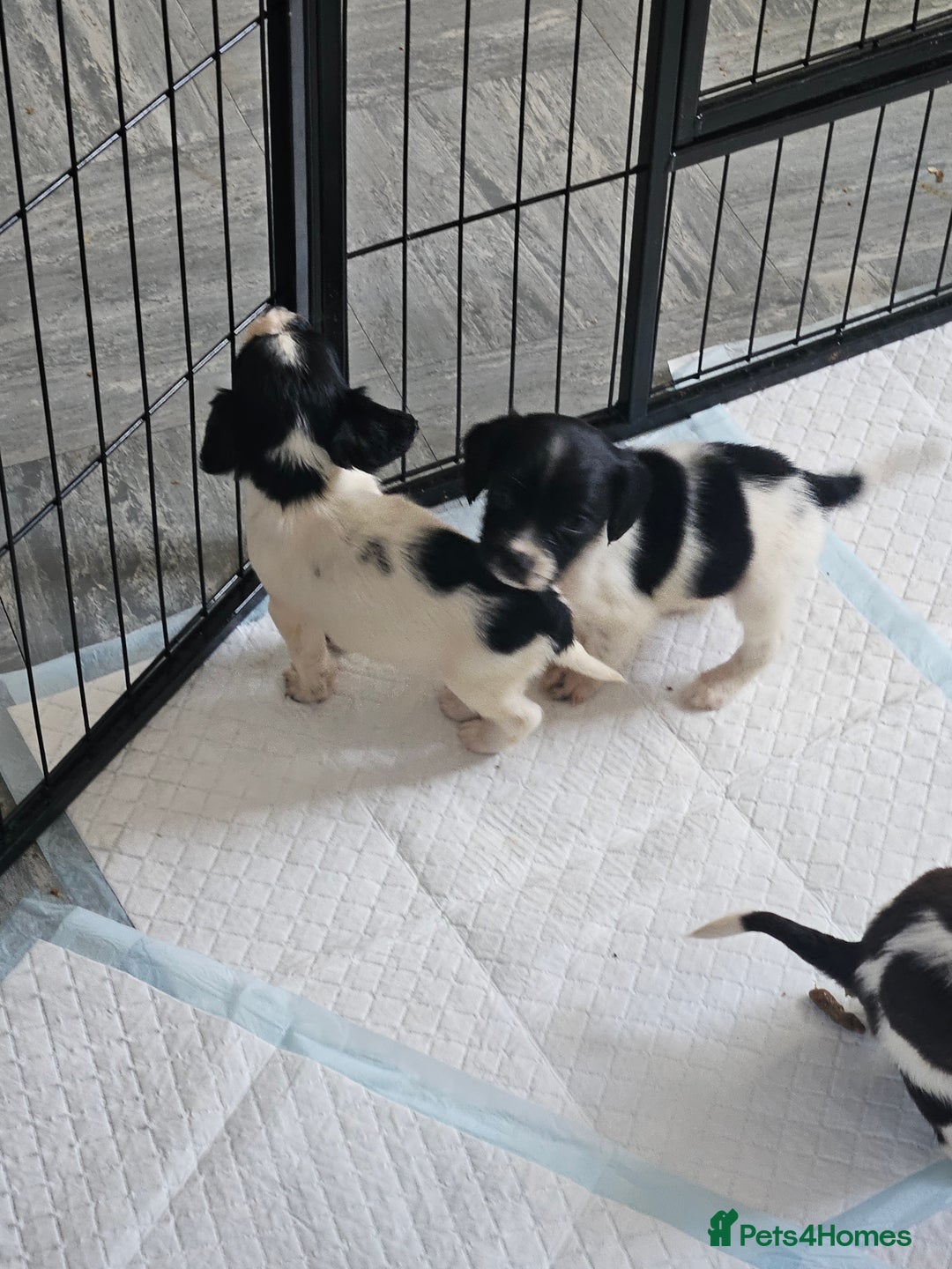 English Springer Spaniel dogs for sale: Springer spaniel puppy's  - Image 16