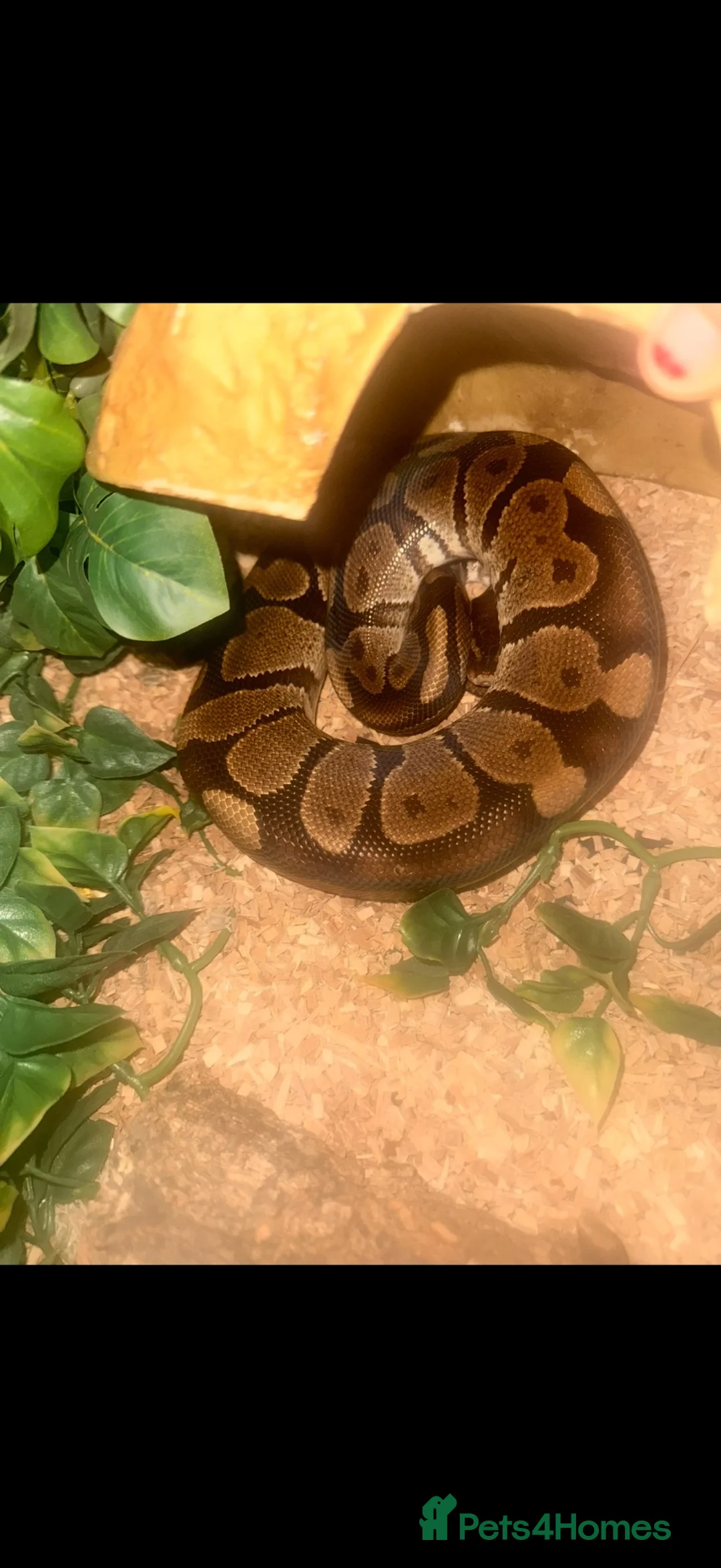 Python Snake reptiles for sale: 🐍 Beautiful Friendly Royal Python  - Advert 2