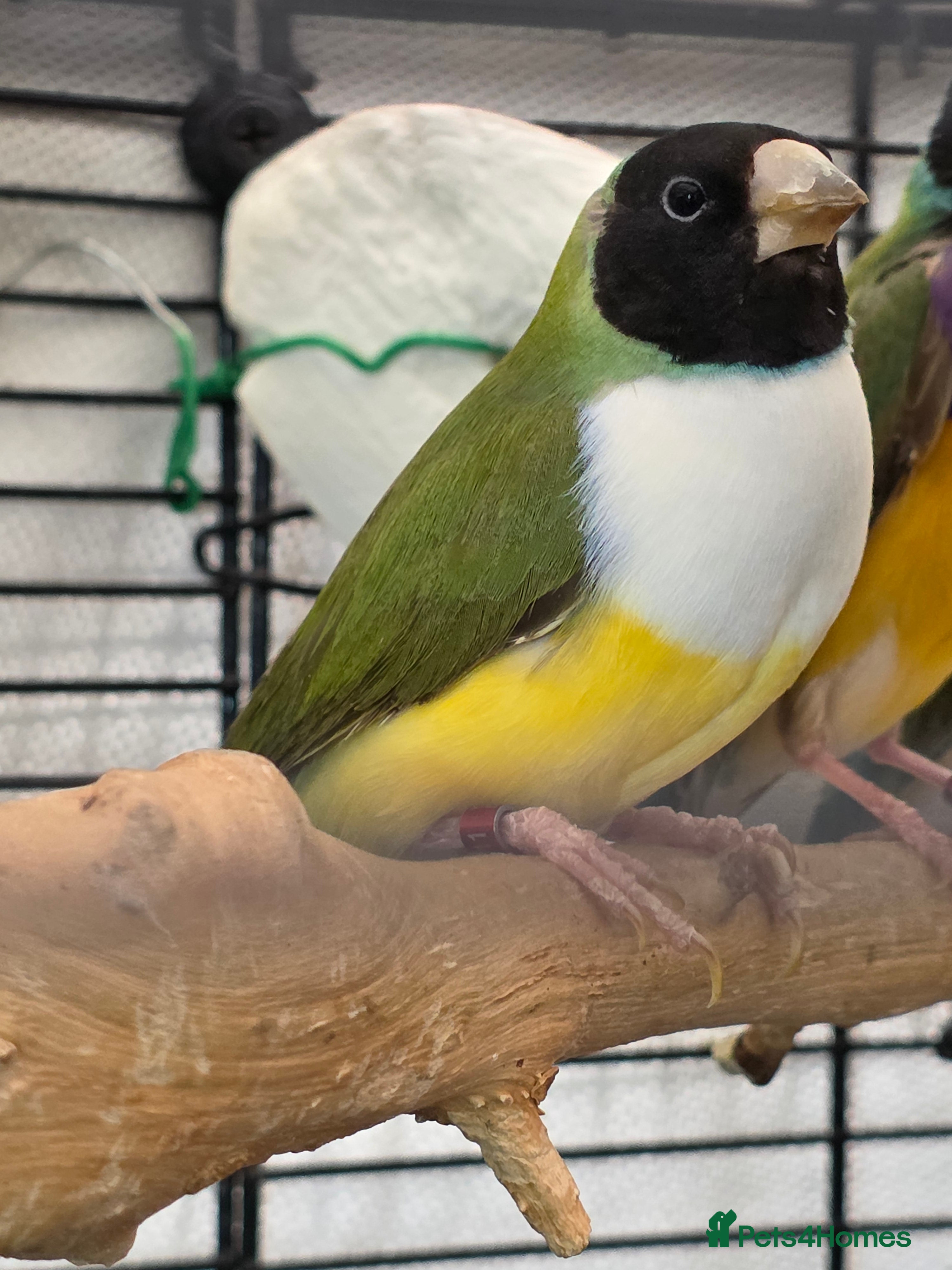 Budgerigars birds Guliden finch and zebra finch  - Advert 11