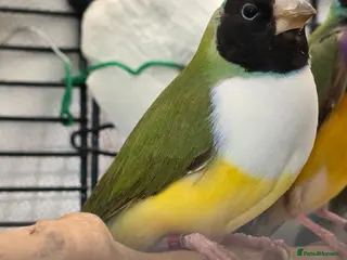 Budgerigars birds Guliden finch and zebra finch - Advert 11