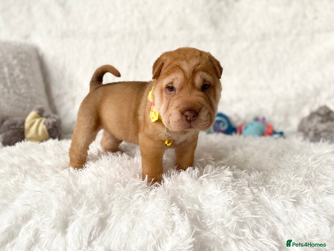 Shar Pei dogs for sale: ⭐️Quality Shar pei puppies for sale⭐️ - Image 27