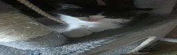 Maine Coon cats for sale: 3 mainceoon ragdoll boys, including 1 poly - Advert 2