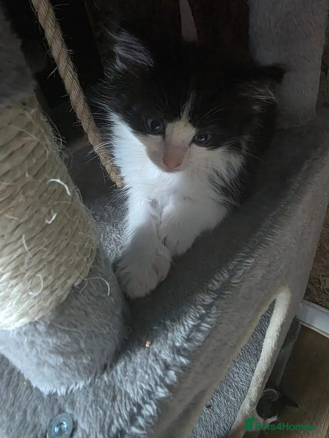 Maine Coon cats for sale: 3 mainceoon ragdoll boys, including 1 poly - Advert 2
