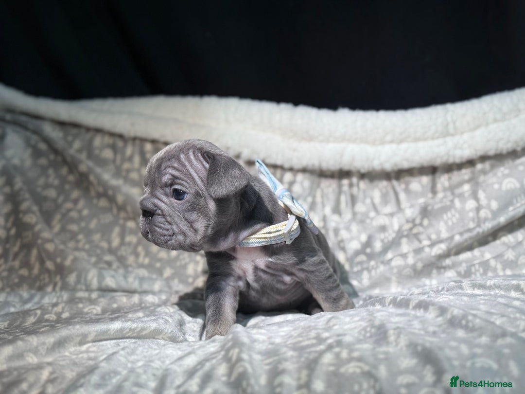 French Bulldog dogs for sale: French bulldog puppies for sale! - Advert 12