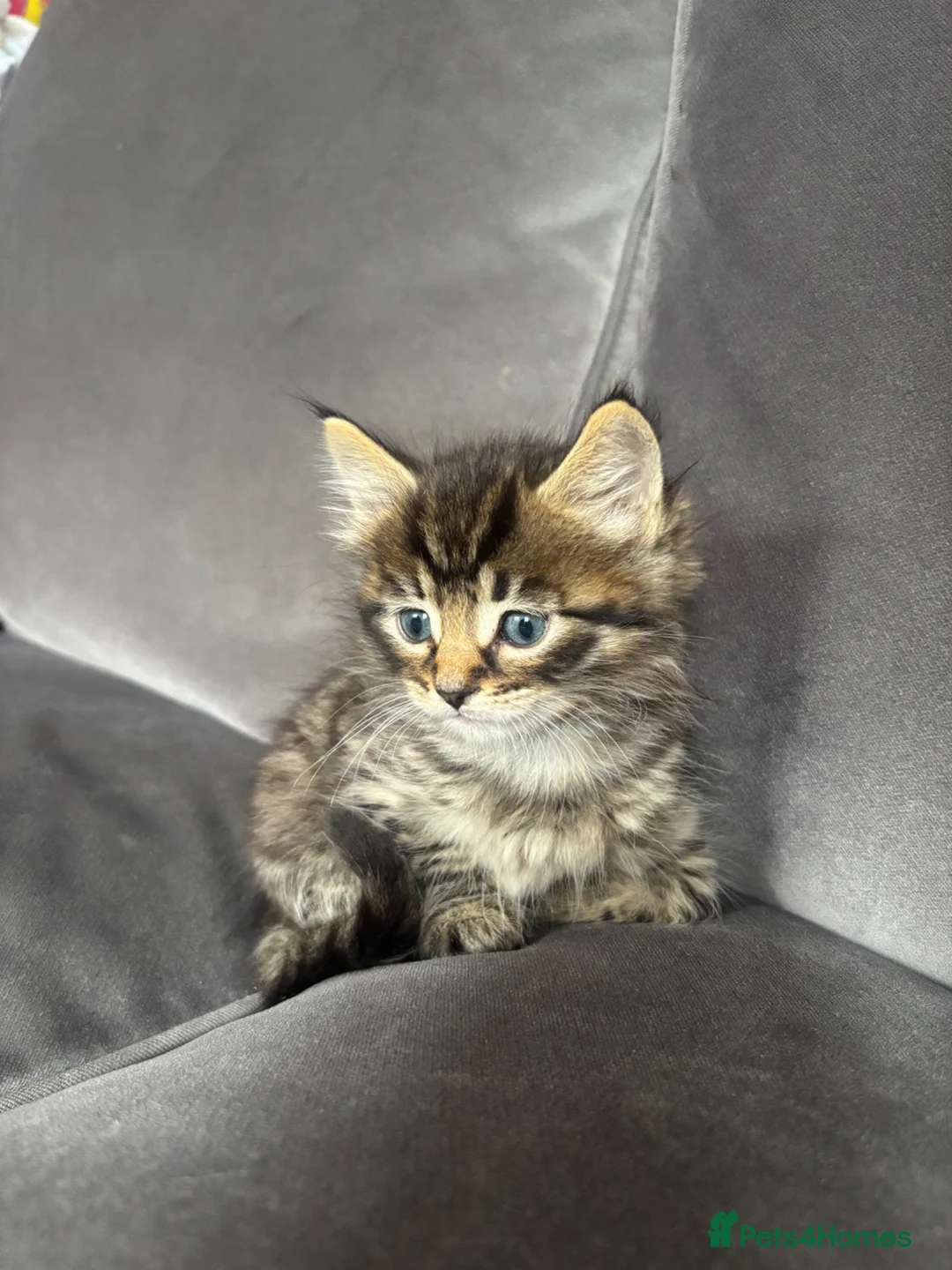 Ragdoll cats for sale: Two lovely kittens looking for new homes - Advert 2