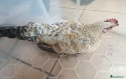Chickens poultry for sale: Silkied Serama+Frizzled Pekin/Bantam roos & hens  - Image 6