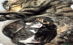 Mixed Breed cats for sale: Kittens for sale  - Image 6