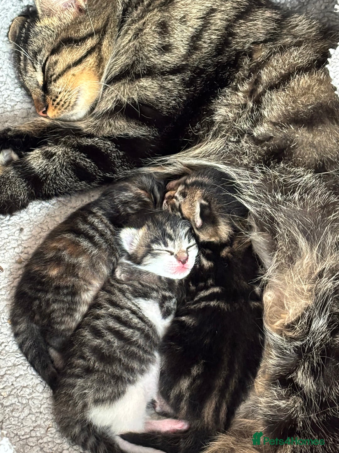 Mixed Breed cats for sale: Kittens for sale  - Image 6
