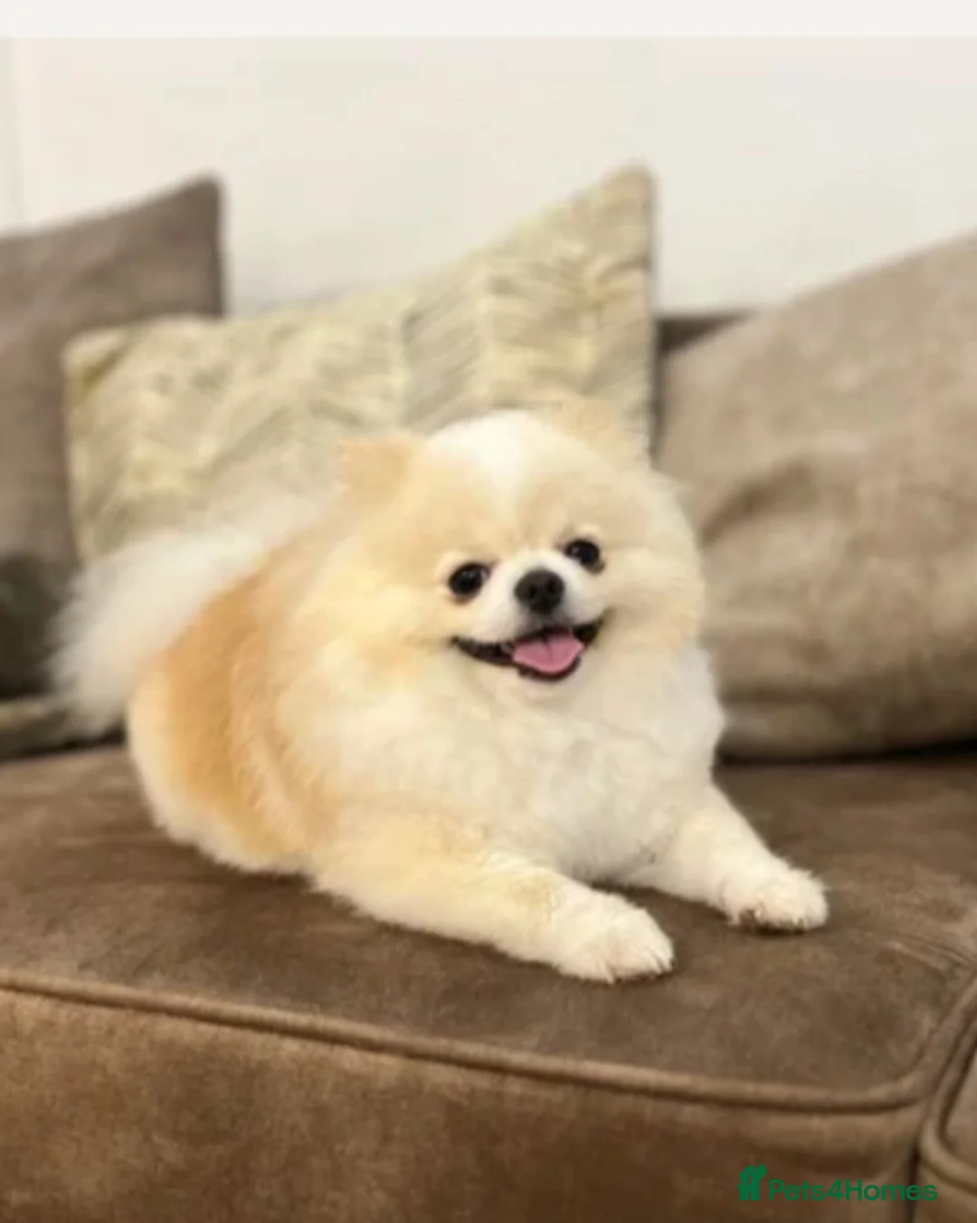 Pomeranian dogs for sale: Little pom babies  - Advert 2